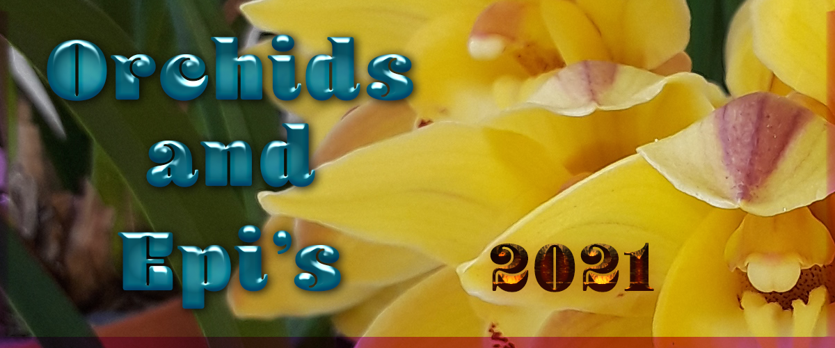 2021Orchids