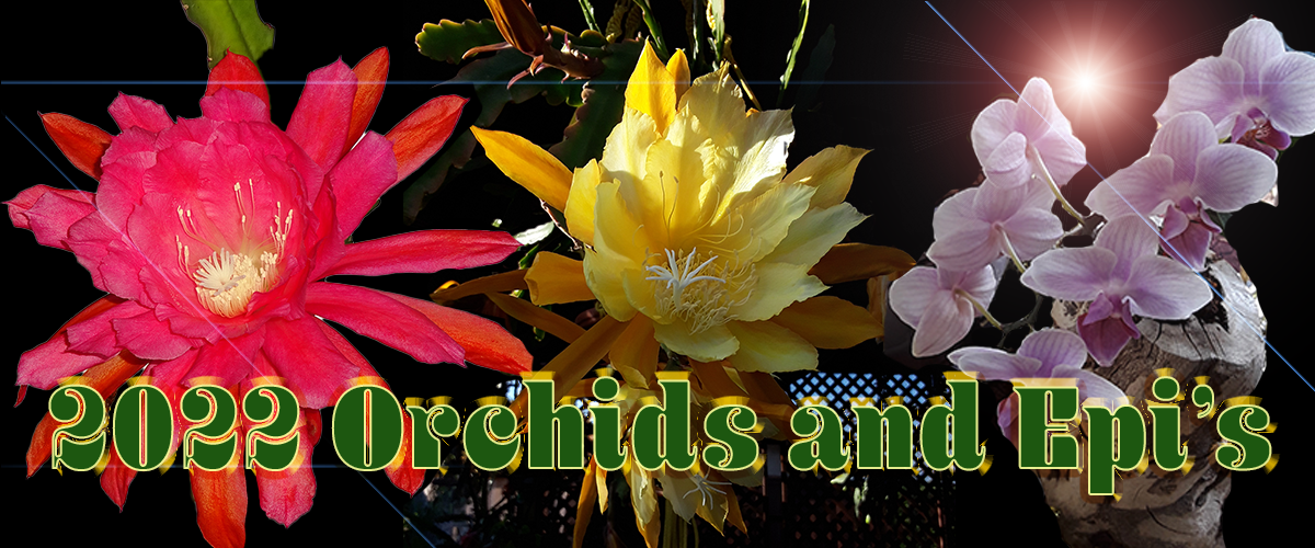 Orchids and Epis