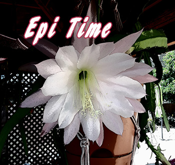 Epi