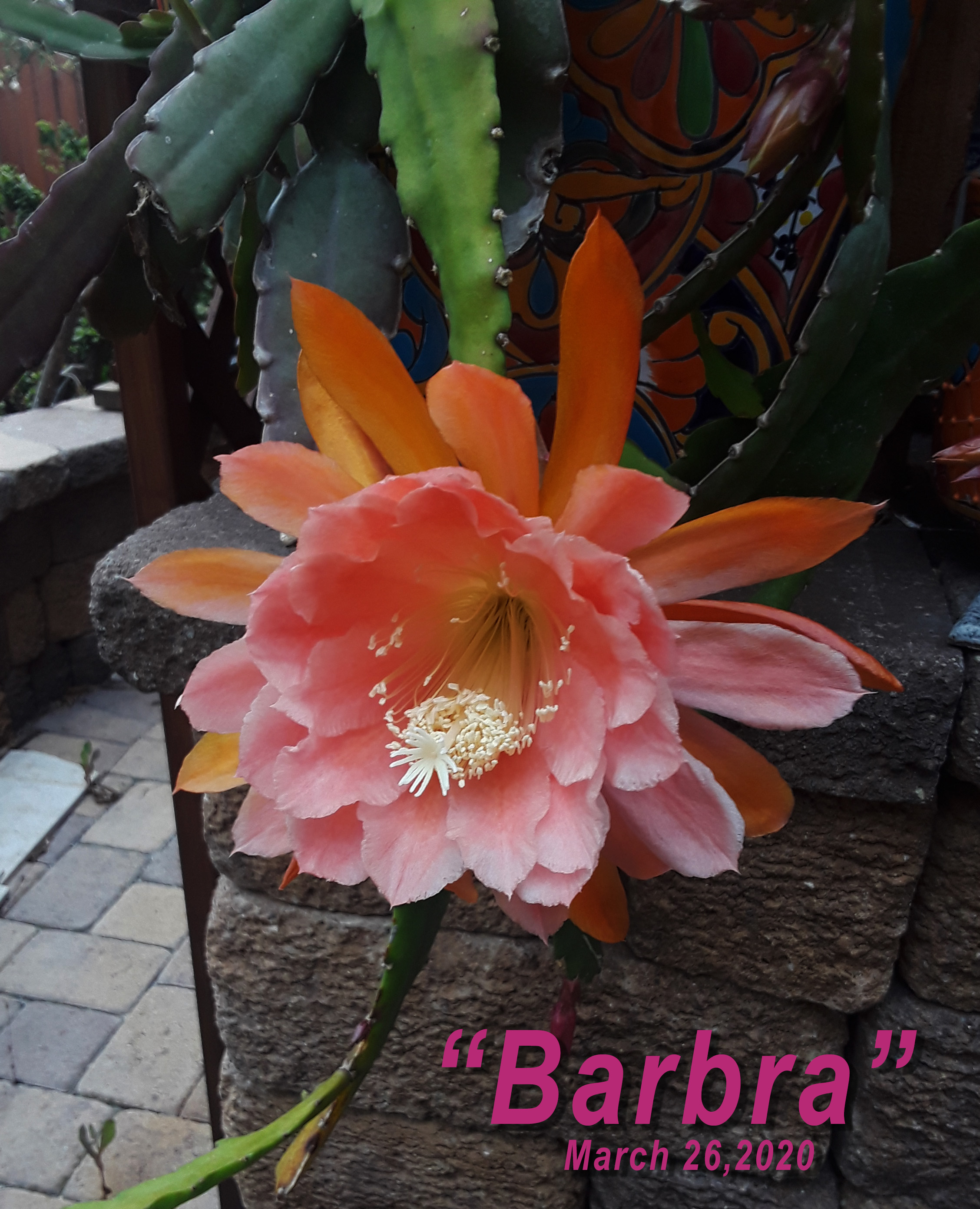 Barbra 1
