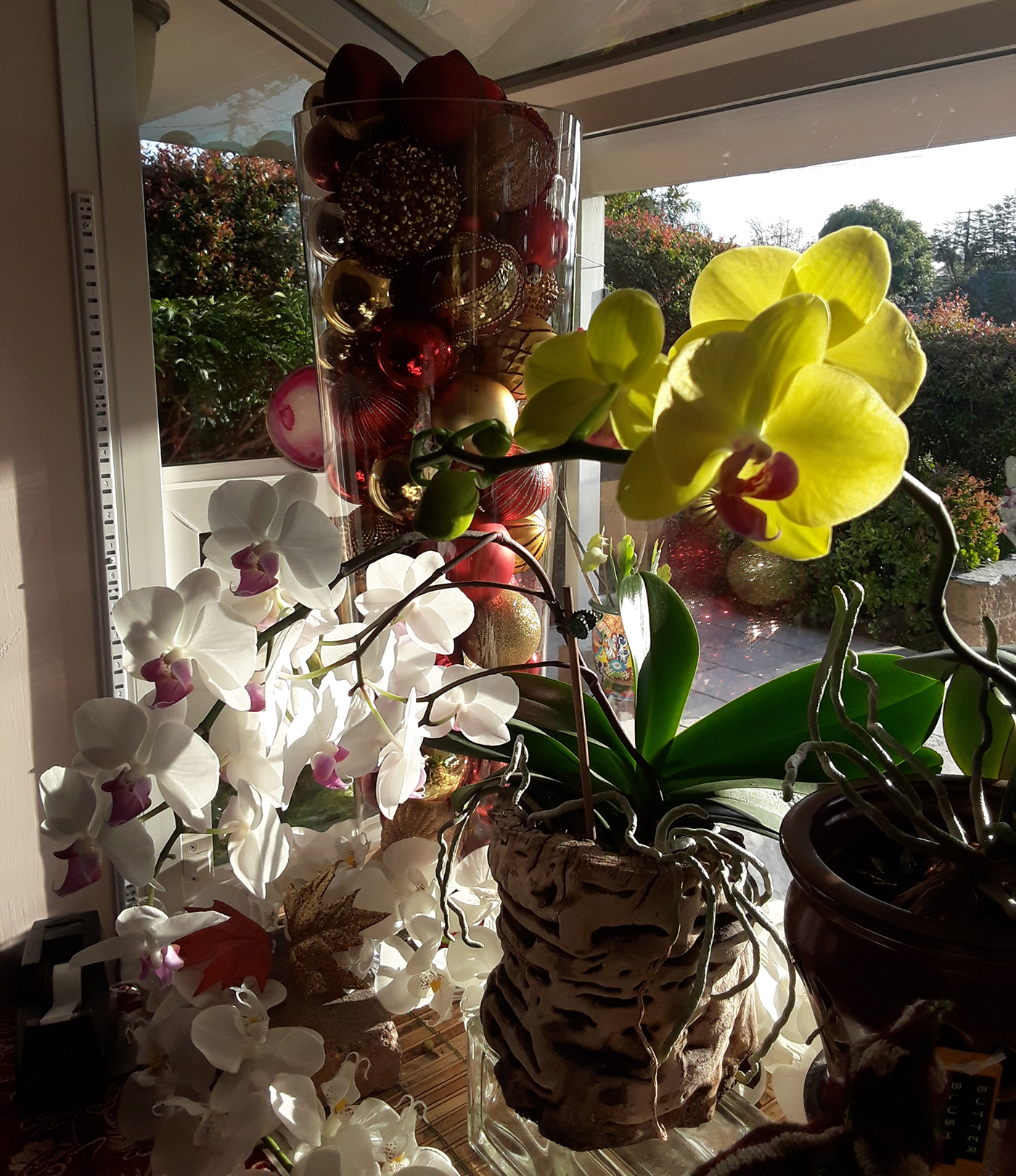 orchids1
