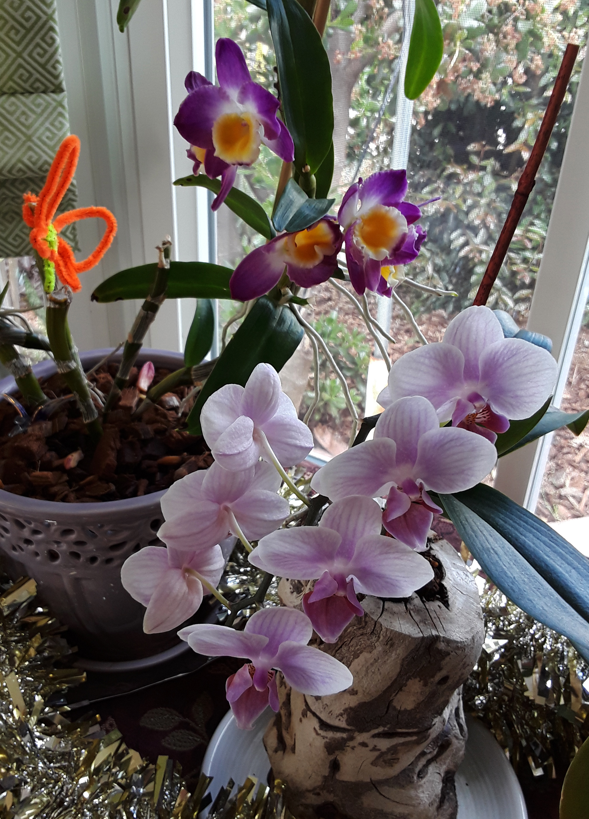 orchids2