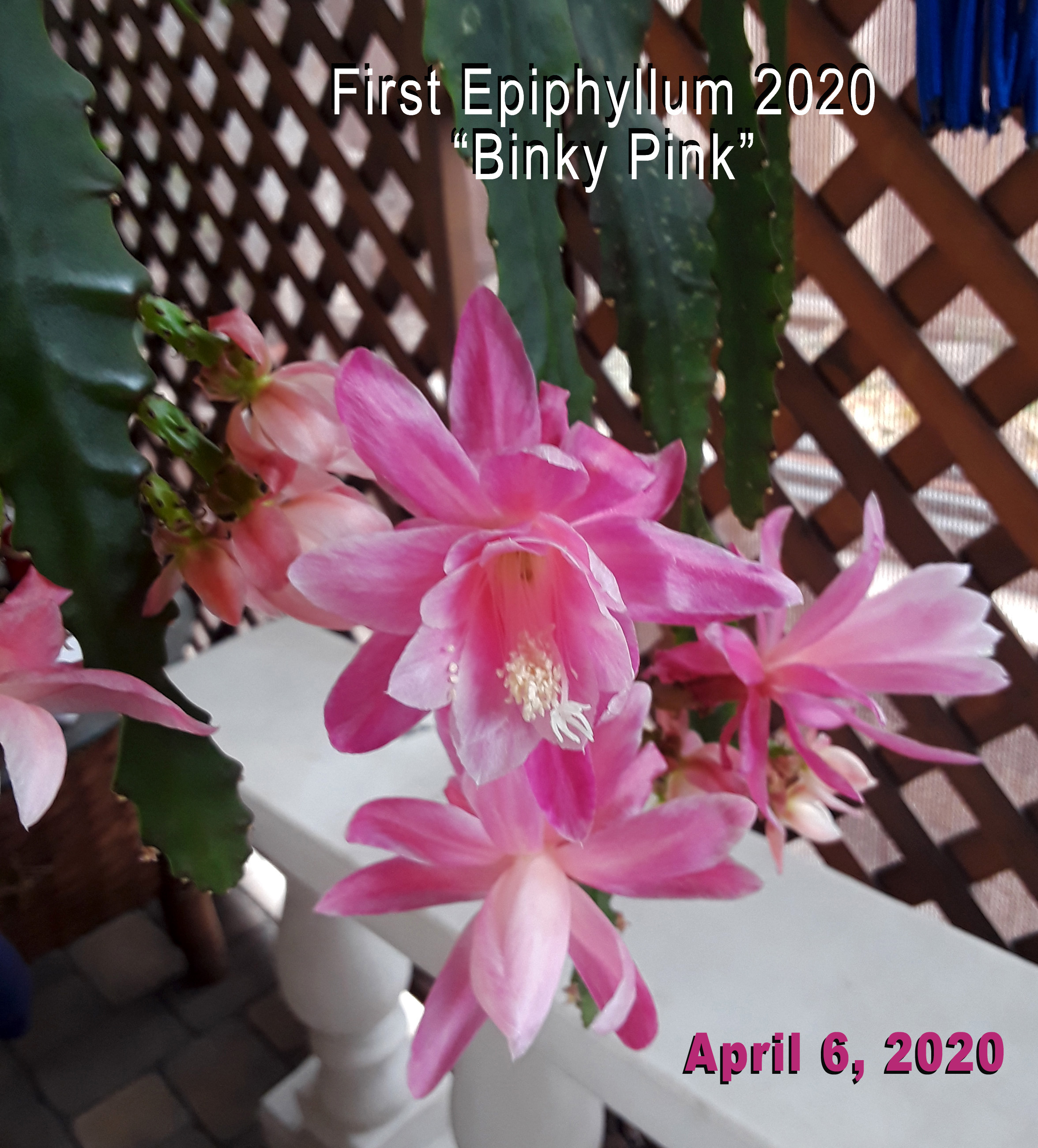 orchids2