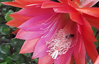 Bee1