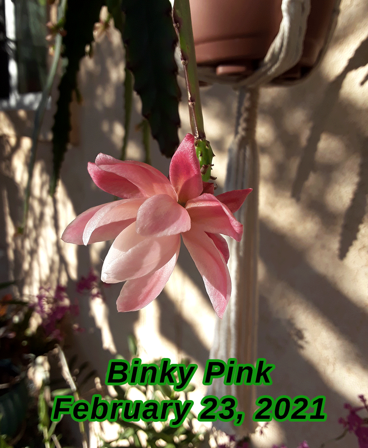 BinkyPink