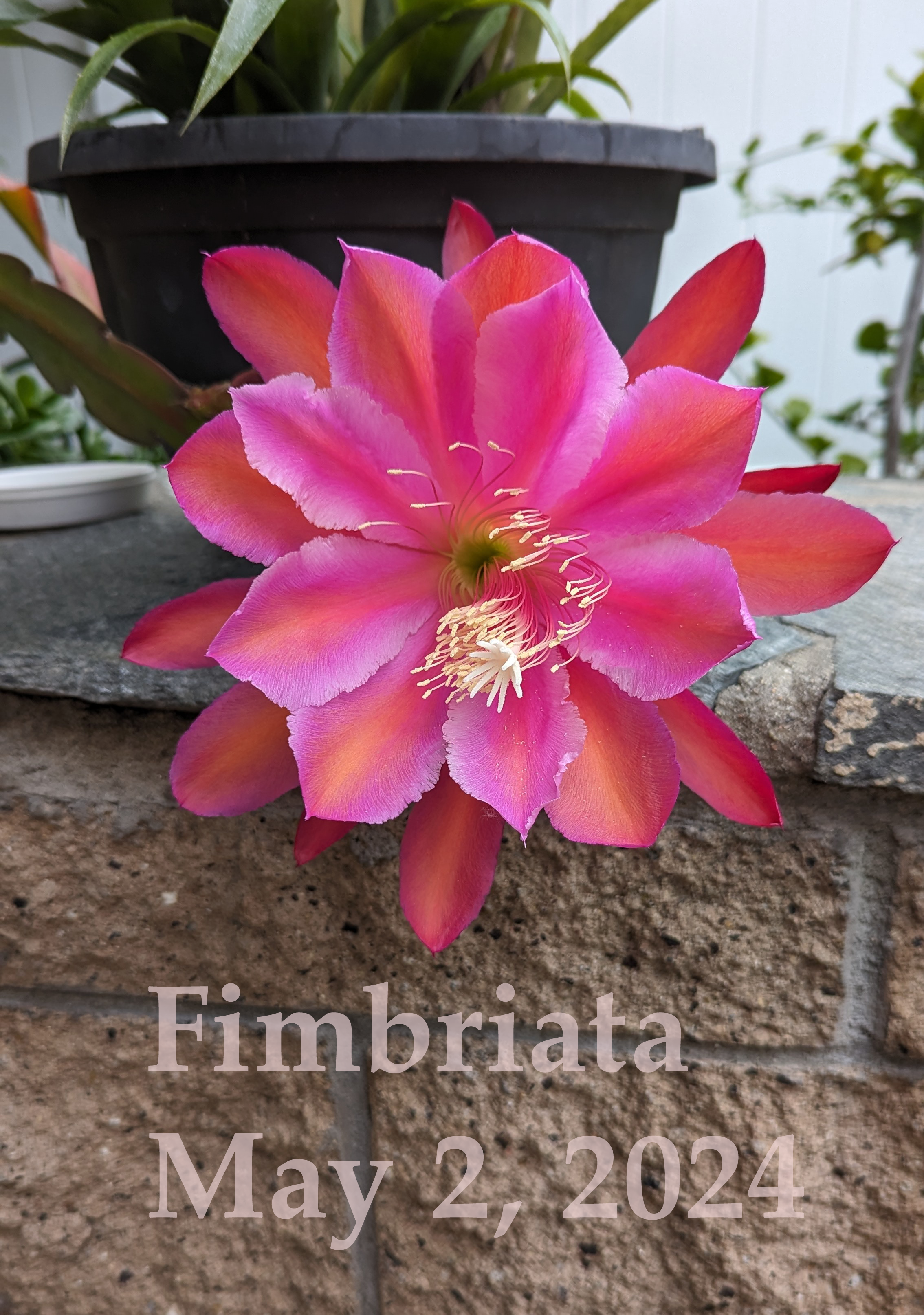 Fimbriata