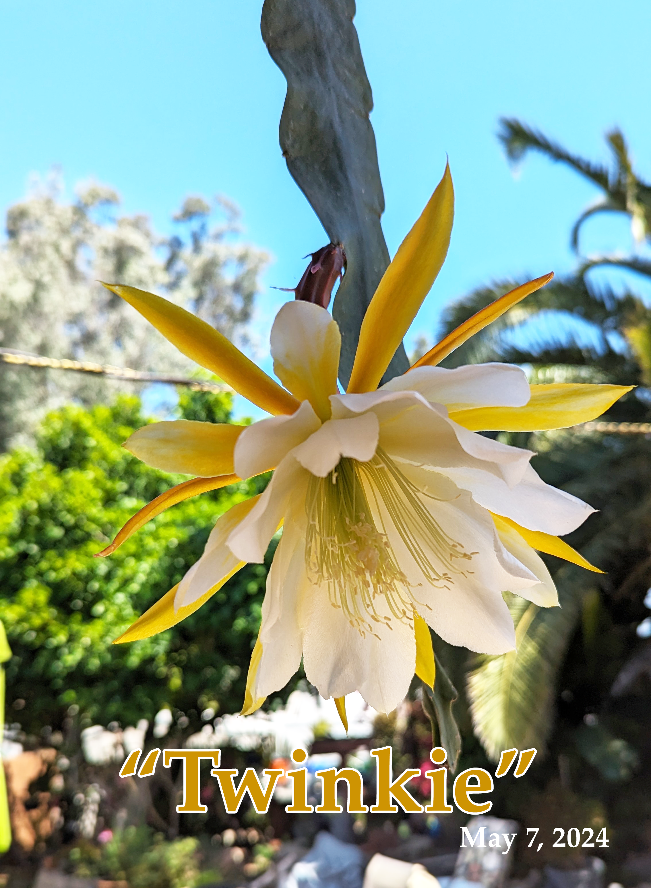 Fimbriata