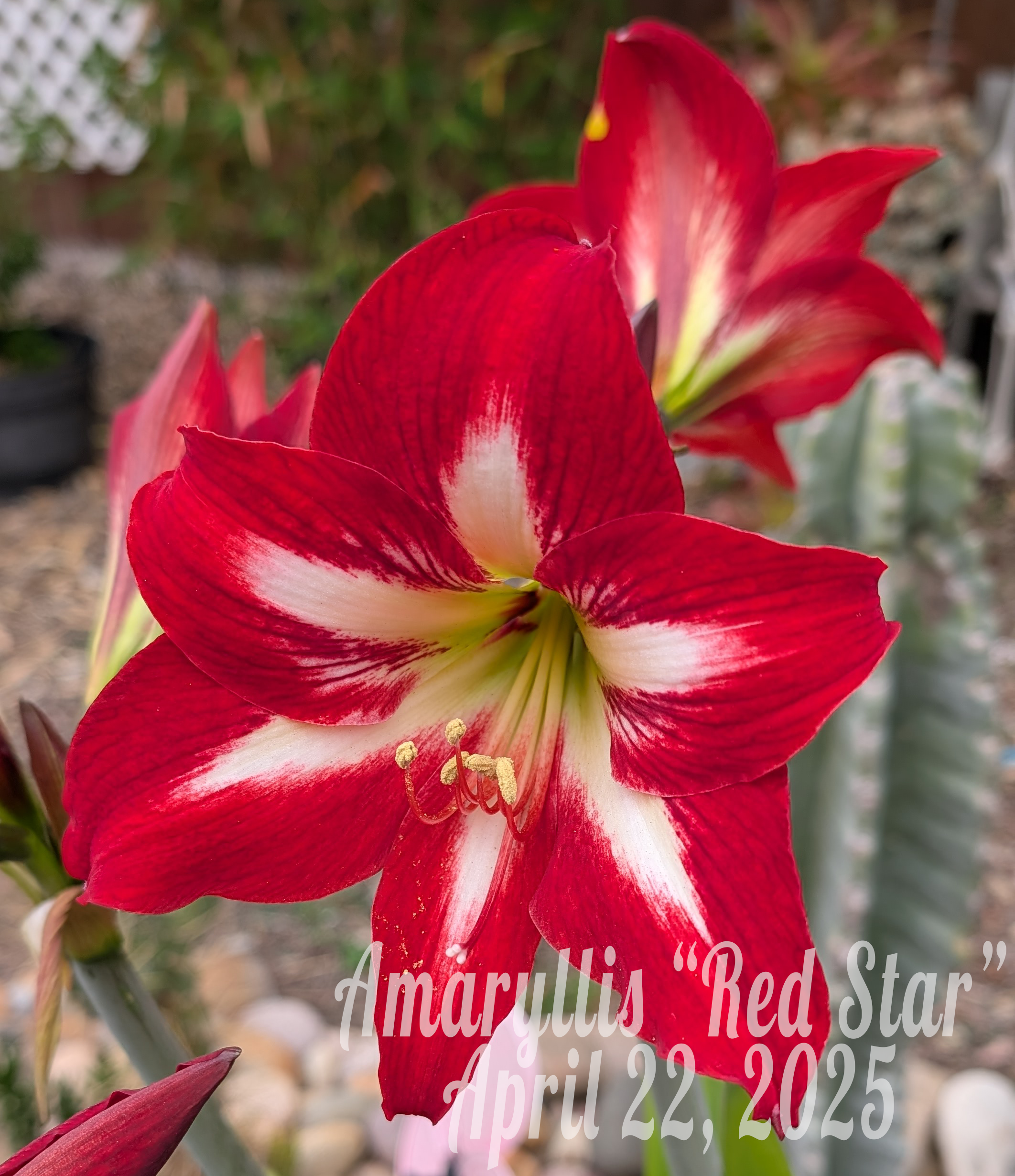 Red Star Amaryllis