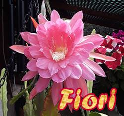 Fioritop