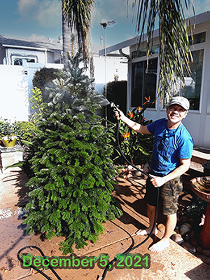 tree1