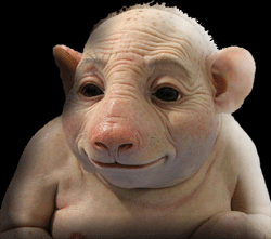pig boy